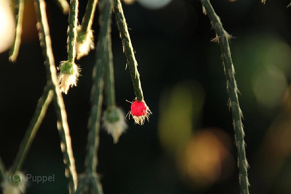 IMG_6711.JPG