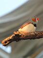 IMG_6731a