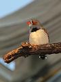 IMG_6736a