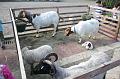 D-Q4692-IMG_6409-5