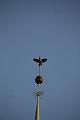 D-R2629-IMG_9265-5