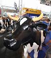 IMG_6042a