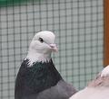 aa-01_IMG_3468_3440a