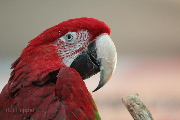 IMG_3468_3989.JPG