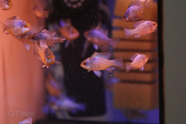 IMG_4260.JPG