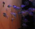 IMG_4248a