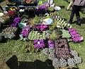 IMG_7453a