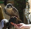 IMG_7645a