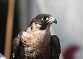 IMG_7678a