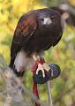 IMG_7693a