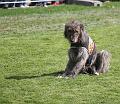IMG_7801a