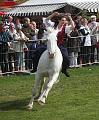 IMG_8487a