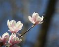 IMG_7624a