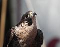 IMG_7676a