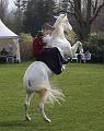 IMG_8497a