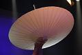 D-I3964-IMG_0054-F