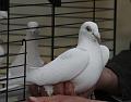 D-I8510-IMG_1874-Fa