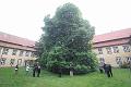 T_0110_T-191250_IMG_6387-5_B