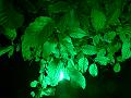 T-C_T_20131004-214900_P1100617-Z