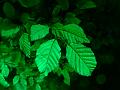 T-C_T_20131004-214912_P1100618-Z