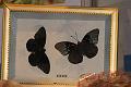 4-T-20140131-173058_IMG_1339-6