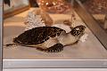4-T-20140131-173246_IMG_1343-6