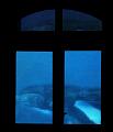 T-20140926-213832_IMG_8223-6a