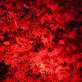 T-20140926-221632_IMG_8329-6a