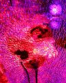T-20140926-221836_IMG_7768-7a