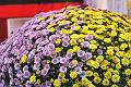 T-20141025-125951_IMG_0672-7a