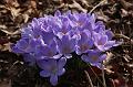 T-20150308-145256_IMG_9289-7