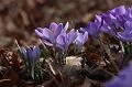 T-20150308-145318_IMG_9292-7