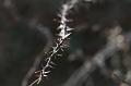 T-20150308-145518_IMG_9310-7