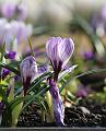 T-20150408-125547_IMG_6993aa