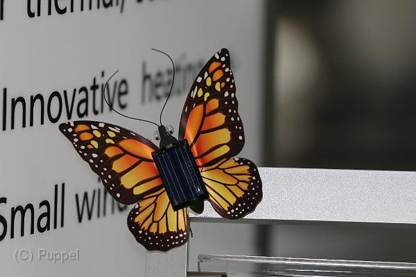 T-20150417-172131_IMG_0157-7.JPG