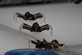 T-20150417-161317_IMG_0130-7