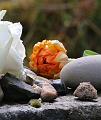 T-20150426-141334_IMG_4460-7a