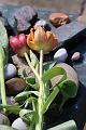 T-20150426-142623_IMG_4514-7