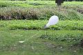 T-20150901-173332_IMG_1819-6