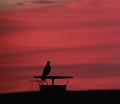 T-20151103-073754_IMG_1054-6aa