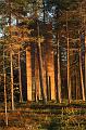 T-20151103-145218_IMG_1259-6