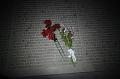 T-20151103-153054_IMG_0614-7