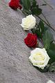T-20151215-132930_IMG_1556-7
