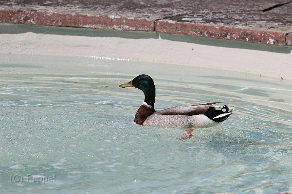 IMG_9085-7.JPG