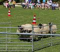 IMG_9012-7a