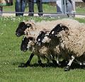 IMG_9453-7a