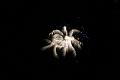 T-20160904-221716_IMG_1251-6