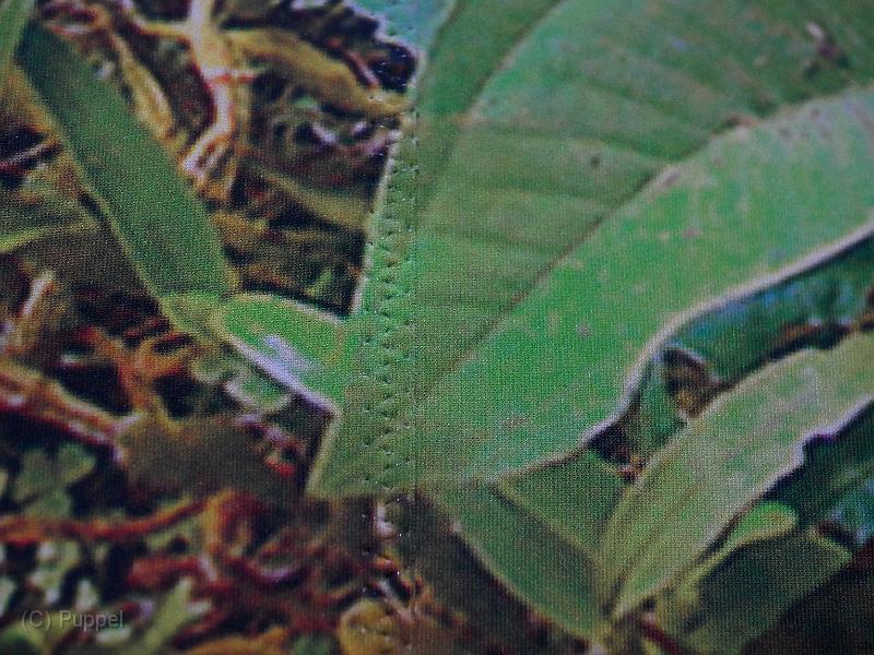 T-20171117-125743_P5750258-GX.JPG