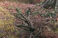 T-20171117-114811_IMG_0771-7