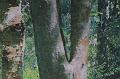 T-20171117-120514_IMG_0783-7